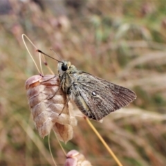 Trapezites luteus (Yellow Ochre, Rare White-spot Skipper) at Mount Painter - 8 Dec 2022 by CathB