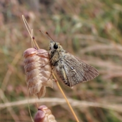 Trapezites luteus at Cook, ACT - 8 Dec 2022 05:11 PM