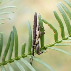 Rhinotia phoenicoptera (Belid weevil) at Cook, ACT - 8 Dec 2022 by CathB