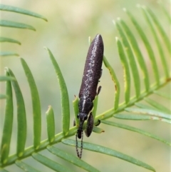 Rhinotia phoenicoptera at Cook, ACT - 8 Dec 2022