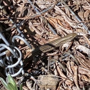 Ctenotus robustus at Oxley, ACT - 10 Dec 2022 11:12 AM