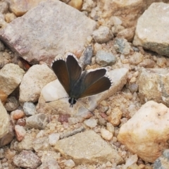 Neolucia agricola (Fringed Heath-blue) at Mount Clear, ACT - 4 Dec 2022 by RAllen