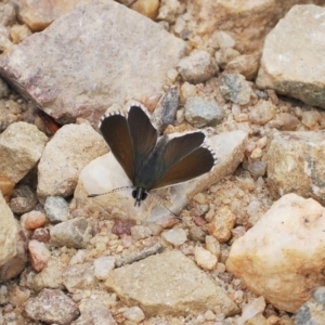 Neolucia agricola at Mount Clear, ACT - 5 Dec 2022