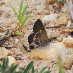 Neolucia agricola at Mount Clear, ACT - 5 Dec 2022