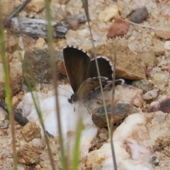 Neolucia agricola at Mount Clear, ACT - 5 Dec 2022