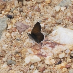 Neolucia agricola at Mount Clear, ACT - 5 Dec 2022 09:32 AM