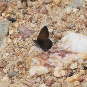 Neolucia agricola at Mount Clear, ACT - 5 Dec 2022 09:32 AM