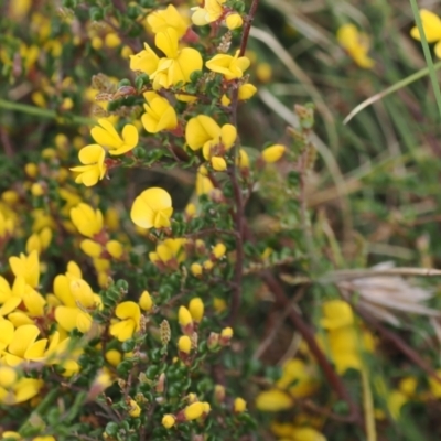 Bossiaea foliosa (Leafy Bossiaea) at Mount Clear, ACT - 4 Dec 2022 by RAllen