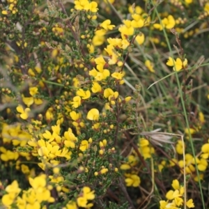 Bossiaea foliosa at Mount Clear, ACT - 5 Dec 2022 10:00 AM