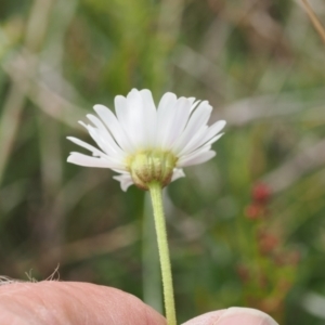 Brachyscome aculeata at Mount Clear, ACT - 5 Dec 2022 10:02 AM