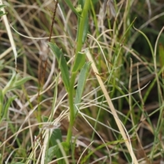 Brachyscome aculeata at Mount Clear, ACT - 5 Dec 2022 10:02 AM