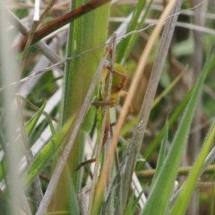 Neosparassus sp. (genus) (Unidentified Badge huntsman) at Mount Clear, ACT - 4 Dec 2022 by RAllen