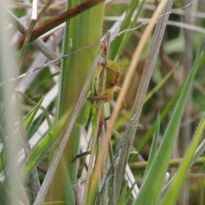 Neosparassus sp. (genus) (Unidentified Badge huntsman) at Mount Clear, ACT - 4 Dec 2022 by RAllen