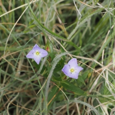 Veronica gracilis (Slender Speedwell) at Mount Clear, ACT - 4 Dec 2022 by RAllen