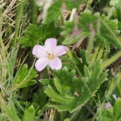 Geranium antrorsum (Rosetted Cranesbill) at Mount Clear, ACT - 4 Dec 2022 by RAllen