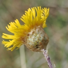 Podolepis jaceoides (Showy Copper-wire Daisy) at Mount Clear, ACT - 4 Dec 2022 by RAllen