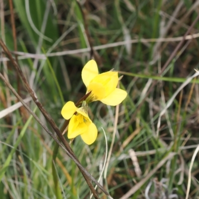 Diuris monticola (Highland Golden Moths) at Mount Clear, ACT - 5 Dec 2022 by RAllen