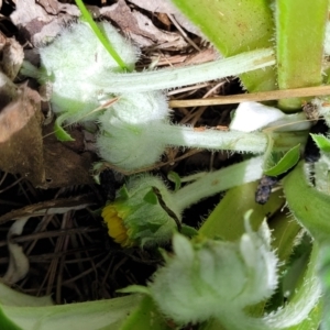 Cymbonotus sp. (preissianus or lawsonianus) at Dunlop, ACT - 10 Dec 2022