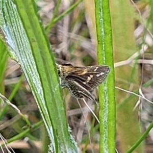 Taractrocera papyria at Dunlop, ACT - 10 Dec 2022