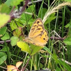 Heteronympha merope (Common Brown Butterfly) at Dunlop, ACT - 10 Dec 2022 by trevorpreston