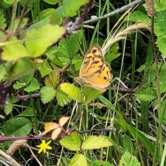 Heteronympha merope at Dunlop, ACT - 10 Dec 2022