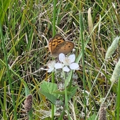 Heteronympha merope at Dunlop, ACT - 10 Dec 2022