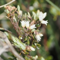 Acrothamnus hookeri (Mountain Beard Heath) at Mount Clear, ACT - 5 Dec 2022 by RAllen