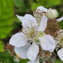 Rubus fruticosus sp. aggregate (Blackberry) at Dunlop Grasslands - 10 Dec 2022 by trevorpreston