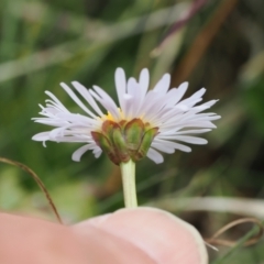 Brachyscome scapigera (Tufted Daisy) at Mount Clear, ACT - 4 Dec 2022 by RAllen