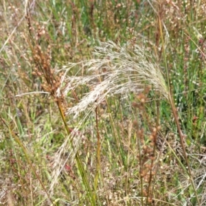 Lachnagrostis filiformis at Dunlop, ACT - 10 Dec 2022 12:15 PM