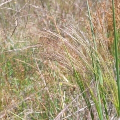 Lachnagrostis filiformis at Dunlop, ACT - 10 Dec 2022 12:15 PM