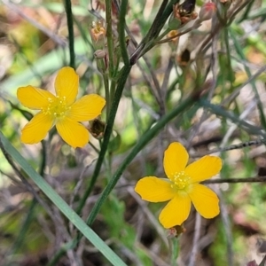 Hypericum gramineum at Dunlop, ACT - 10 Dec 2022