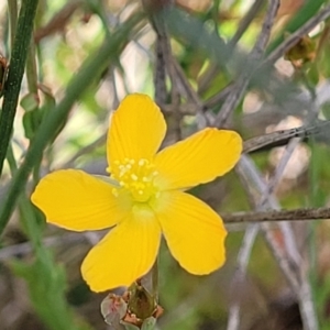 Hypericum gramineum at Dunlop, ACT - 10 Dec 2022 12:10 PM