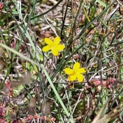 Hypericum gramineum at Dunlop, ACT - 10 Dec 2022 12:10 PM