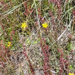 Hypericum gramineum at Dunlop, ACT - 10 Dec 2022