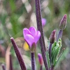 Epilobium billardiereanum at Dunlop, ACT - 10 Dec 2022