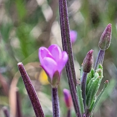 Epilobium billardiereanum (Willowherb) at Dunlop Grasslands - 10 Dec 2022 by trevorpreston