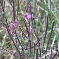 Epilobium billardiereanum at Dunlop, ACT - 10 Dec 2022