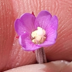 Epilobium billardiereanum at Dunlop, ACT - 10 Dec 2022