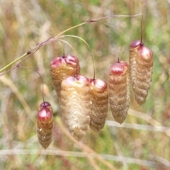 Briza maxima (Quaking Grass, Blowfly Grass) at Dunlop Grasslands - 10 Dec 2022 by trevorpreston