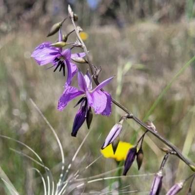 Arthropodium fimbriatum (Nodding Chocolate Lily) at Dunlop, ACT - 10 Dec 2022 by trevorpreston