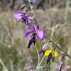 Arthropodium fimbriatum at Dunlop, ACT - 10 Dec 2022