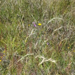 Arthropodium fimbriatum at Dunlop, ACT - 10 Dec 2022