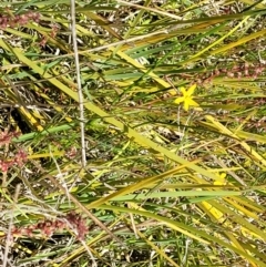 Tricoryne elatior at Dunlop, ACT - 10 Dec 2022 11:57 AM