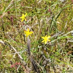 Tricoryne elatior at Dunlop, ACT - 10 Dec 2022