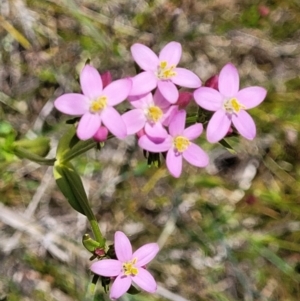 Centaurium erythraea at Dunlop, ACT - 10 Dec 2022 11:55 AM