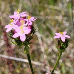 Centaurium erythraea at Dunlop, ACT - 10 Dec 2022 11:55 AM