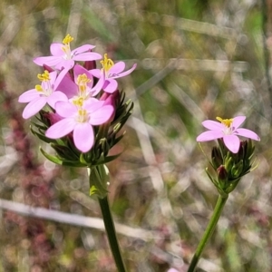 Centaurium erythraea at Dunlop, ACT - 10 Dec 2022