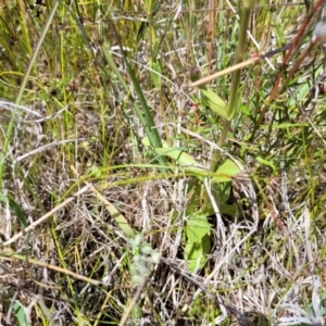 Centaurium erythraea at Dunlop, ACT - 10 Dec 2022 11:55 AM