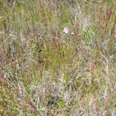 Centaurium erythraea at Dunlop, ACT - 10 Dec 2022 11:55 AM